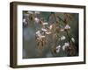 Cherry Blossoms in the Rain-null-Framed Photographic Print