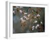 Cherry Blossoms in the Rain-null-Framed Photographic Print