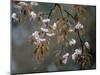 Cherry Blossoms in the Rain-null-Mounted Photographic Print