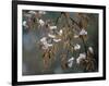 Cherry Blossoms in the Rain-null-Framed Photographic Print