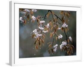 Cherry Blossoms in the Rain-null-Framed Photographic Print