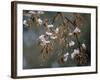 Cherry Blossoms in the Rain-null-Framed Photographic Print