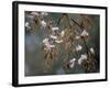 Cherry Blossoms in the Rain-null-Framed Photographic Print