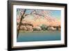 Cherry Blossoms, Lincoln Memorial, Washington D.C.-null-Framed Art Print