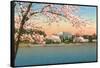 Cherry Blossoms, Lincoln Memorial, Washington D.C.-null-Framed Stretched Canvas