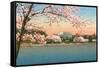 Cherry Blossoms, Lincoln Memorial, Washington D.C.-null-Framed Stretched Canvas