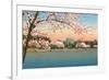 Cherry Blossoms, Lincoln Memorial, Washington D.C.-null-Framed Premium Giclee Print