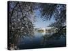 Cherry Blossoms Line the Tidal Basin-null-Stretched Canvas