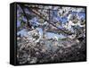 Cherry Blossoms Line the Tidal Basin-null-Framed Stretched Canvas