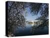 Cherry Blossoms Line the Tidal Basin-null-Stretched Canvas