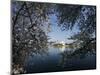 Cherry Blossoms Line the Tidal Basin-null-Mounted Photographic Print