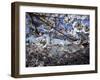 Cherry Blossoms Line the Tidal Basin-null-Framed Photographic Print