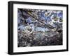 Cherry Blossoms Line the Tidal Basin-null-Framed Photographic Print