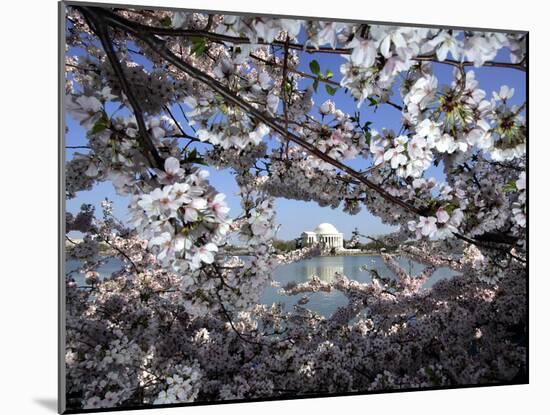 Cherry Blossoms Line the Tidal Basin-null-Mounted Photographic Print