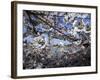 Cherry Blossoms Line the Tidal Basin-null-Framed Photographic Print