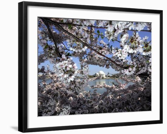 Cherry Blossoms Line the Tidal Basin-null-Framed Photographic Print