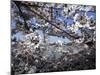 Cherry Blossoms Line the Tidal Basin-null-Mounted Photographic Print