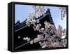 Cherry Blossoms, Matsue Castle, Shimane, Japan-null-Framed Stretched Canvas