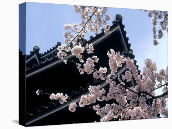 Cherry Blossoms, Matsue Castle, Shimane, Japan-null-Stretched Canvas