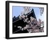 Cherry Blossoms, Matsue Castle, Shimane, Japan-null-Framed Photographic Print