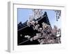 Cherry Blossoms, Matsue Castle, Shimane, Japan-null-Framed Photographic Print