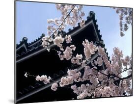 Cherry Blossoms, Matsue Castle, Shimane, Japan-null-Mounted Photographic Print
