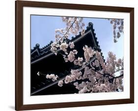 Cherry Blossoms, Matsue Castle, Shimane, Japan-null-Framed Photographic Print
