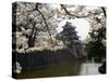 Cherry Blossoms, Matsumoto Castle, Matsumoto City, Nagano Prefecture, Honshu Island, Japan-Christian Kober-Stretched Canvas