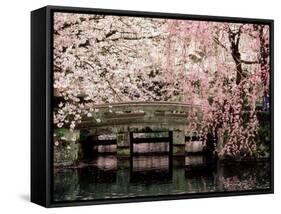 Cherry Blossoms, Mishima Taisha Shrine, Shizuoka-null-Framed Stretched Canvas