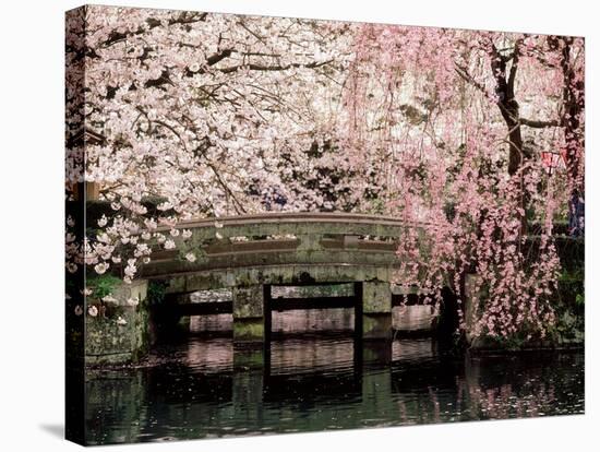 Cherry Blossoms, Mishima Taisha Shrine, Shizuoka-null-Stretched Canvas