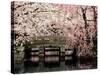 Cherry Blossoms, Mishima Taisha Shrine, Shizuoka-null-Stretched Canvas