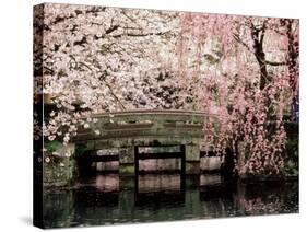 Cherry Blossoms, Mishima Taisha Shrine, Shizuoka-null-Stretched Canvas