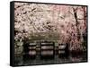 Cherry Blossoms, Mishima Taisha Shrine, Shizuoka-null-Framed Stretched Canvas