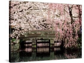 Cherry Blossoms, Mishima Taisha Shrine, Shizuoka-null-Stretched Canvas