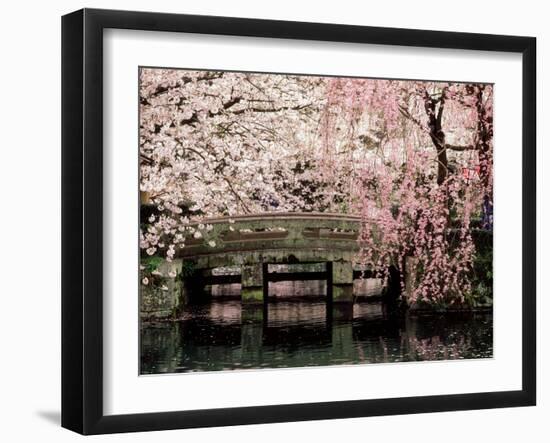 Cherry Blossoms, Mishima Taisha Shrine, Shizuoka-null-Framed Premium Photographic Print