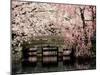 Cherry Blossoms, Mishima Taisha Shrine, Shizuoka-null-Mounted Premium Photographic Print