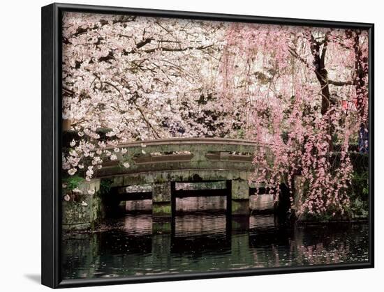 Cherry Blossoms, Mishima Taisha Shrine, Shizuoka-null-Framed Photographic Print