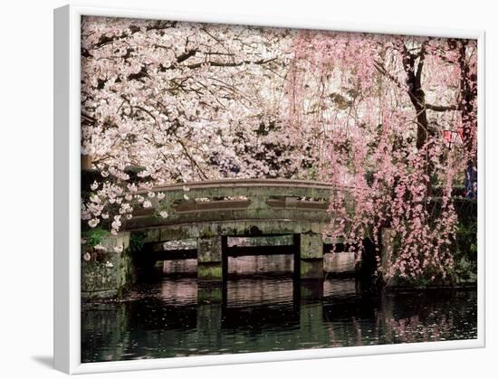 Cherry Blossoms, Mishima Taisha Shrine, Shizuoka-null-Framed Photographic Print