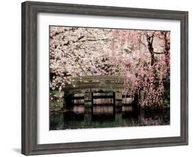 Cherry Blossoms, Mishima Taisha Shrine, Shizuoka-null-Framed Photographic Print