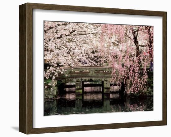 Cherry Blossoms, Mishima Taisha Shrine, Shizuoka-null-Framed Photographic Print