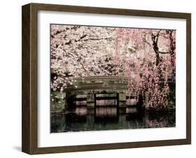 Cherry Blossoms, Mishima Taisha Shrine, Shizuoka-null-Framed Photographic Print