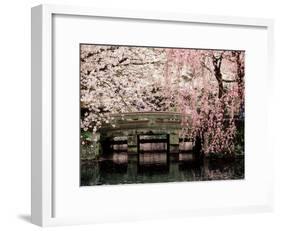 Cherry Blossoms, Mishima Taisha Shrine, Shizuoka-null-Framed Photographic Print