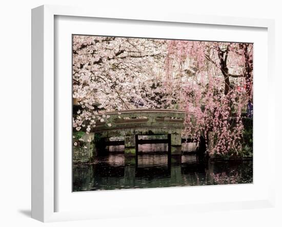 Cherry Blossoms, Mishima Taisha Shrine, Shizuoka-null-Framed Photographic Print