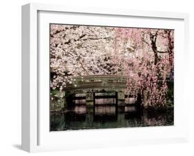 Cherry Blossoms, Mishima Taisha Shrine, Shizuoka-null-Framed Photographic Print