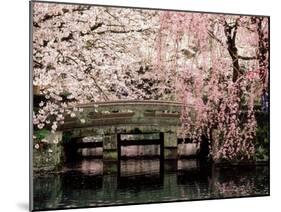 Cherry Blossoms, Mishima Taisha Shrine, Shizuoka-null-Mounted Photographic Print