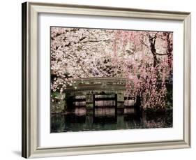 Cherry Blossoms, Mishima Taisha Shrine, Shizuoka-null-Framed Photographic Print