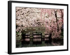 Cherry Blossoms, Mishima Taisha Shrine, Shizuoka-null-Framed Photographic Print