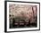 Cherry Blossoms, Mishima Taisha Shrine, Shizuoka-null-Framed Photographic Print