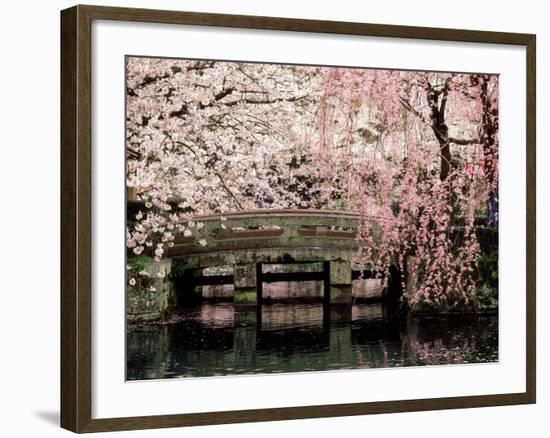 Cherry Blossoms, Mishima Taisha Shrine, Shizuoka-null-Framed Photographic Print