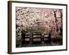 Cherry Blossoms, Mishima Taisha Shrine, Shizuoka-null-Framed Photographic Print